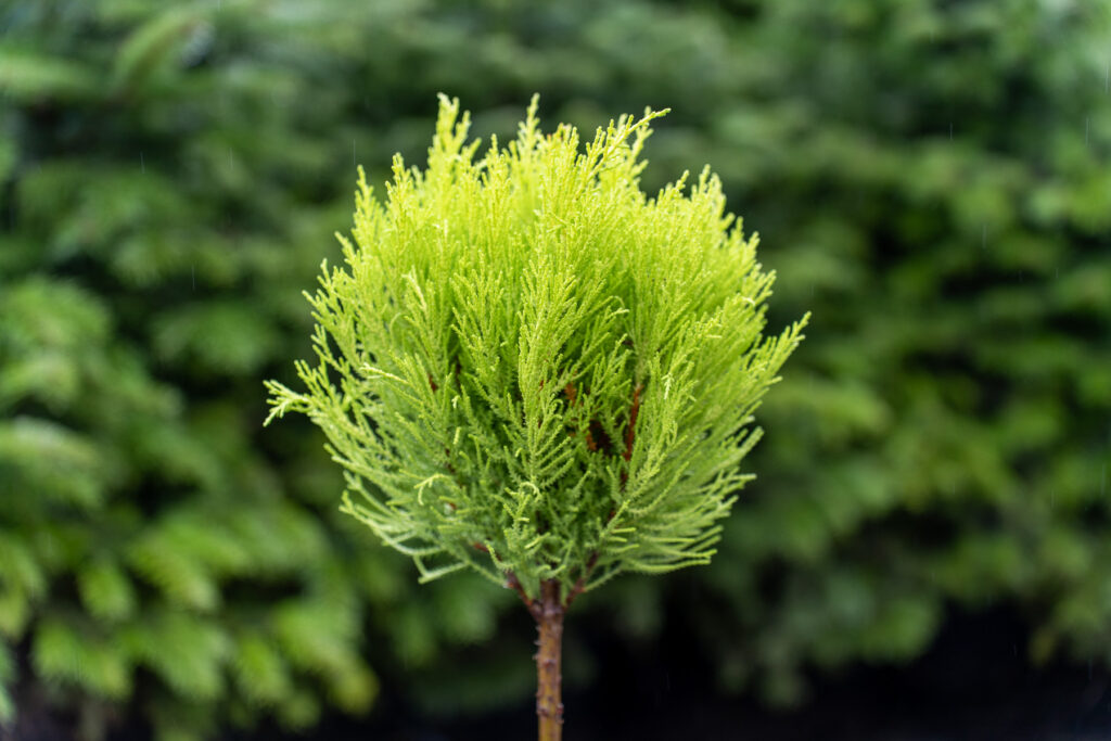 Zielony Zakątek Grybów