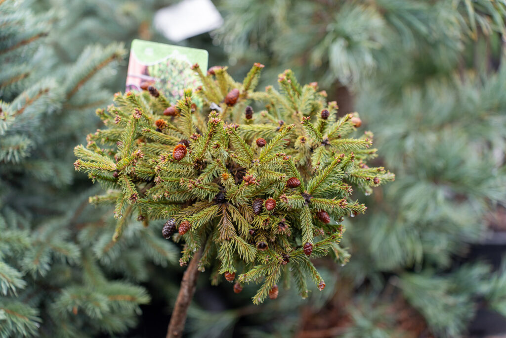 Zielony Zakątek Grybów