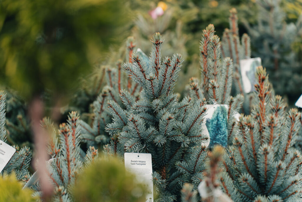 Zielony Zakątek Grybów