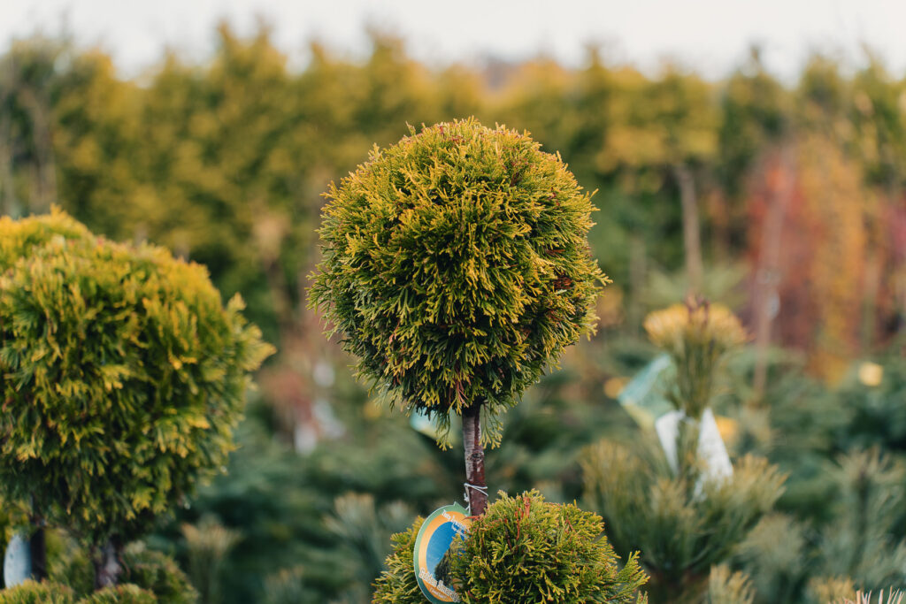 Zielony Zakątek Grybów